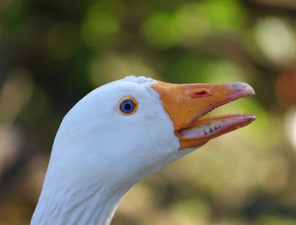 Retrato de ganso —  Fotos de Stock