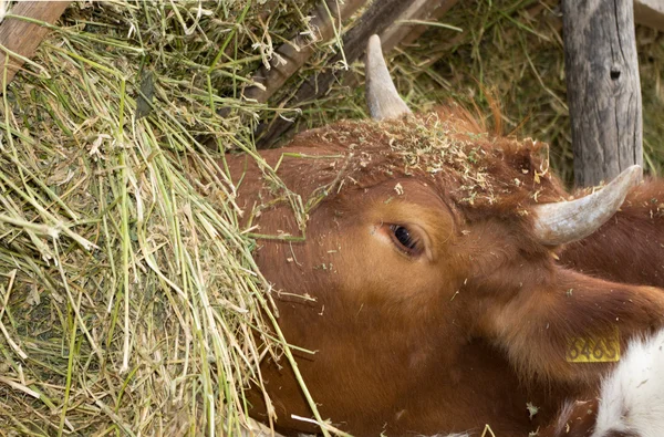 Корова їсть сіна — стокове фото