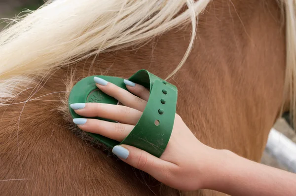 Horse grooming — Stock Photo, Image