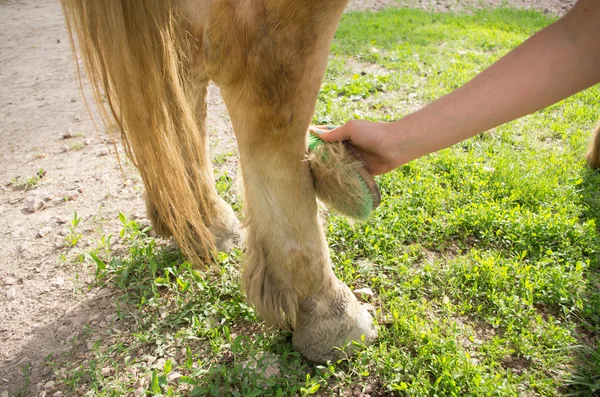 Horse grooming — Stock Photo, Image