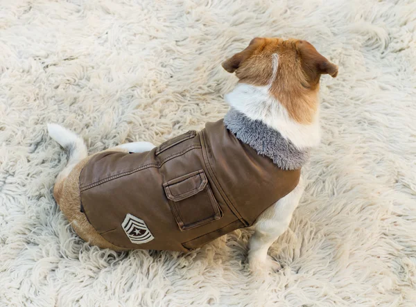 Dog jacket — Stock Photo, Image