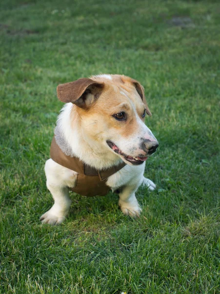 Krásné pes — Stock fotografie
