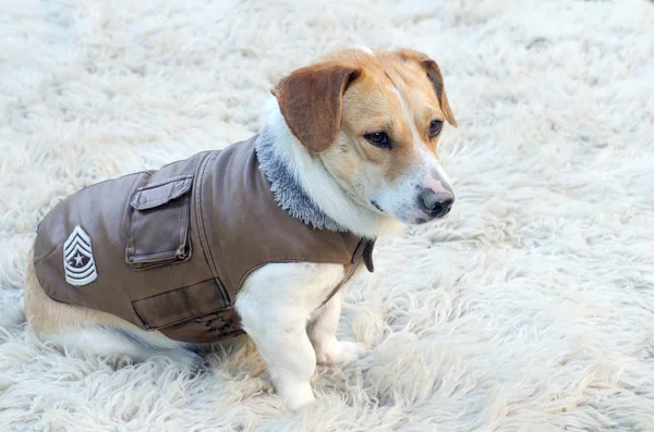 犬のジャケット — ストック写真