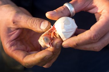 kümes hayvanları doğum