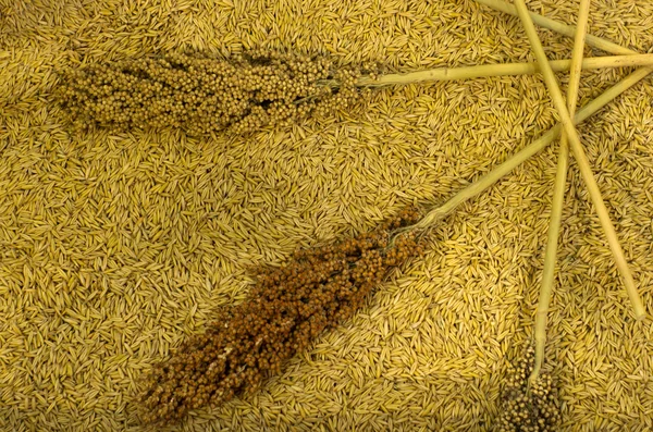 Diversi tipi di cereali — Foto Stock