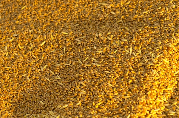 さまざまな種類の穀物 — ストック写真