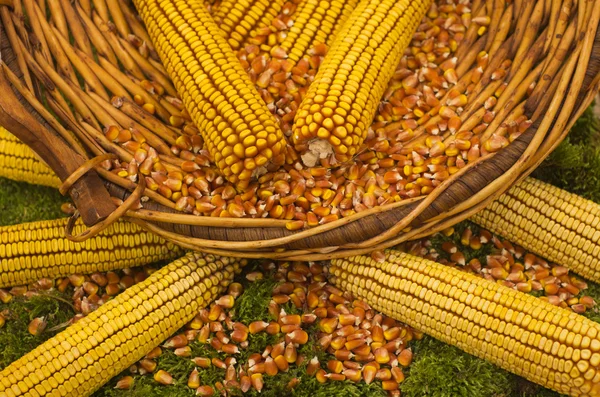 Corn basket — Stock Photo, Image