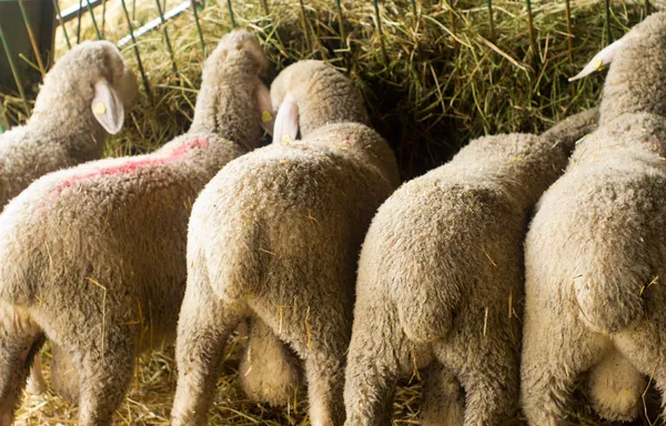 Feeding sheep — Stock Photo, Image