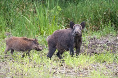 Wild boar with cub clipart