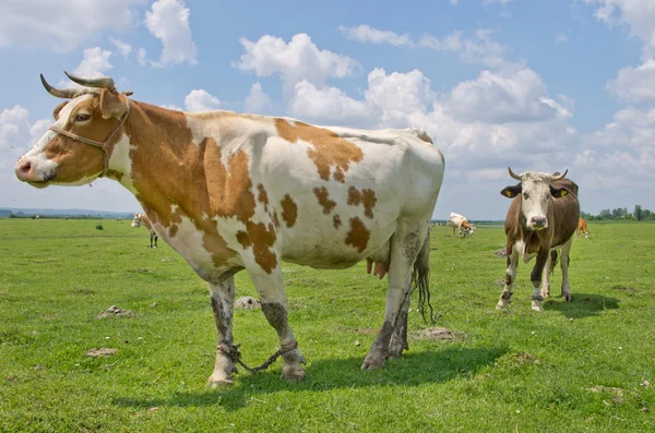 Vacas em prados — Fotografia de Stock