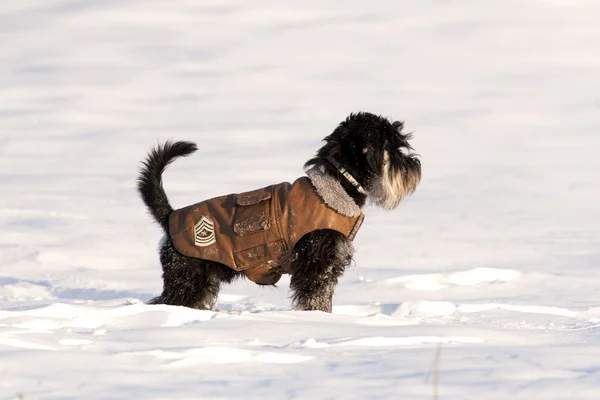 Hond jas — Stockfoto