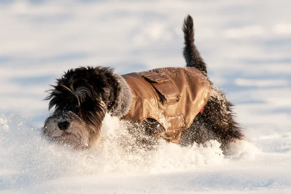 Kutya kabát — Stock Fotó