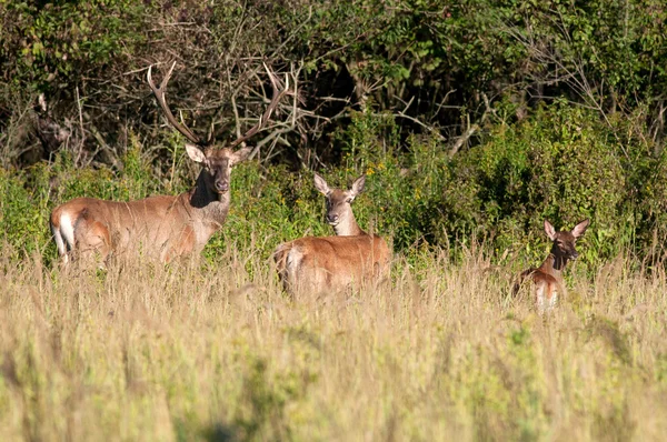 Vie de cerf — Photo