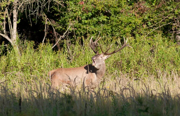 Deer roars — Stock Photo, Image