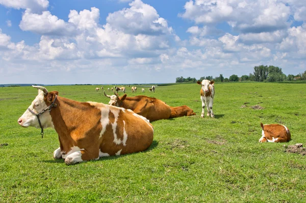 Vaches dans les prairies — Photo