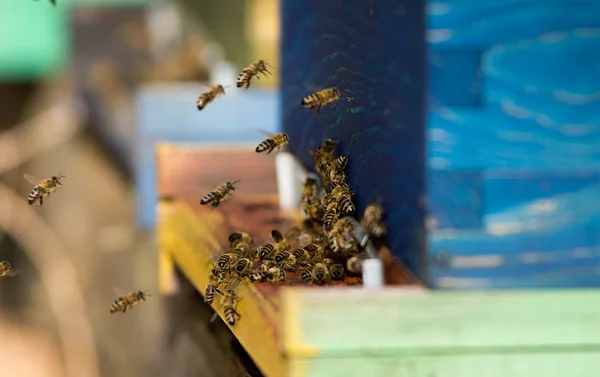 Beehives — Stock fotografie