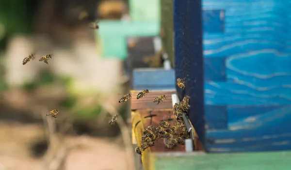 Beehives — Stock fotografie