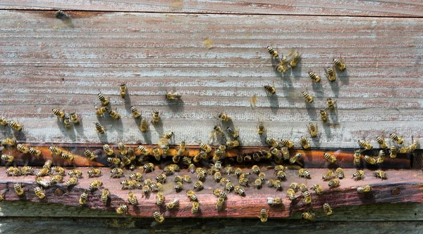 Beehive — Stock fotografie