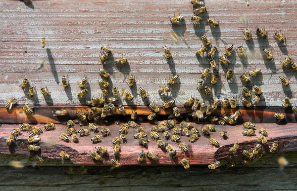 Bienenstock — Stockfoto