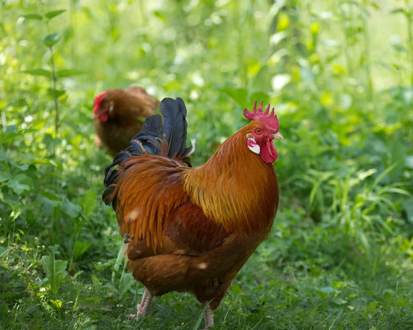 Rooster — Stock Photo, Image