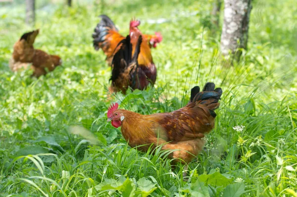 Poultry — Stock Photo, Image