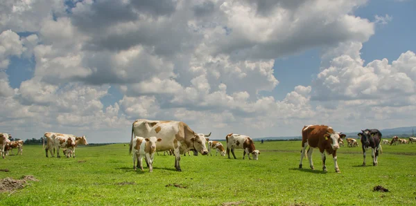 Коровы на лугах Стоковое Фото