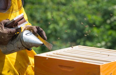 Sigara içen ile çalışma apiarist