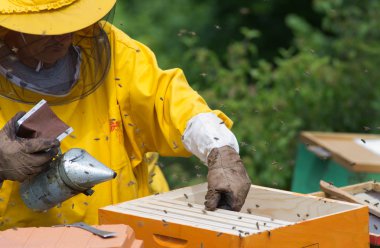 Sigara içen ile çalışma apiarist