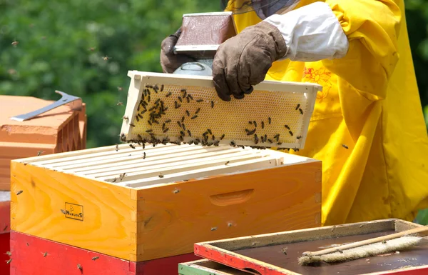 Včelaře s kuřákem — Stock fotografie