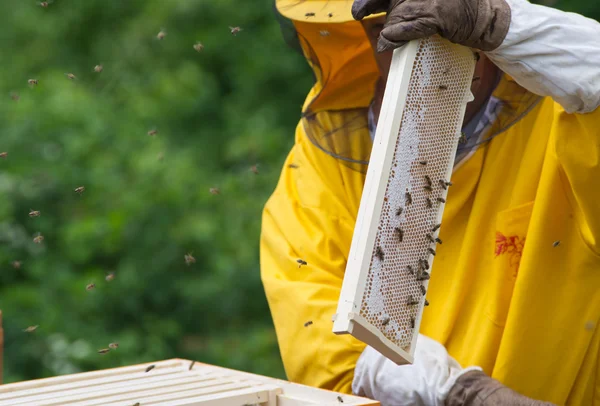 Apiarist — Stock Photo, Image