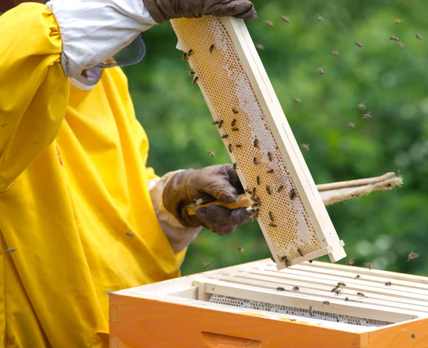 養蜂家は — ストック写真