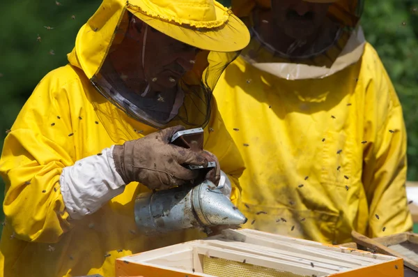 Sigara içen ile çalışma apiarist — Stok fotoğraf