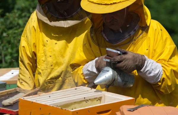 Apiarista trabajando con fumador — Foto de Stock