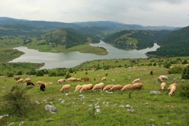 mera üzerinde koyun