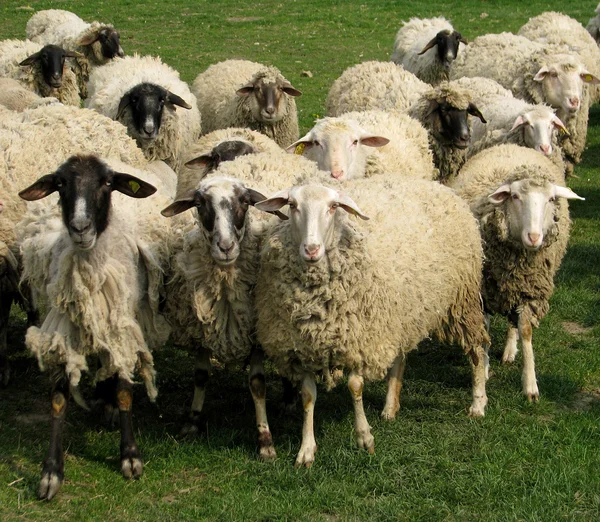 后院表ovce na louky a pastviny — Stock fotografie