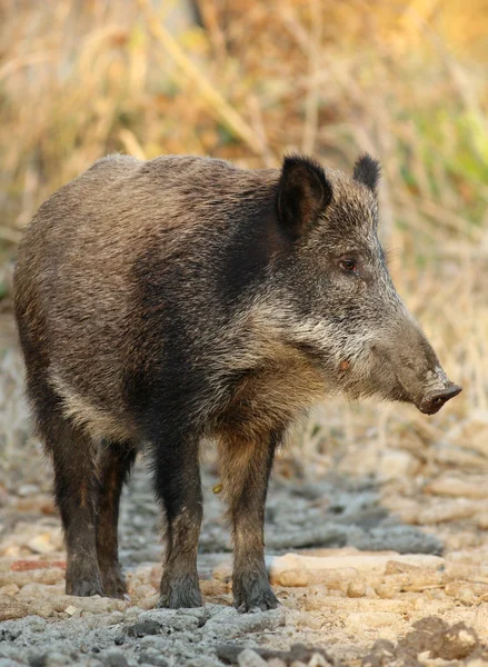 Wilde zwijnen — Stockfoto