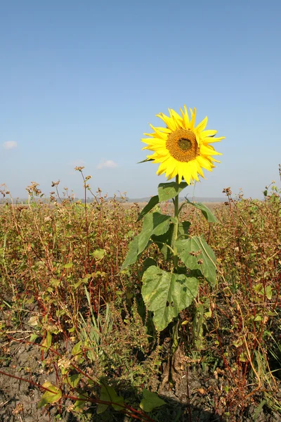 Girasol — Foto de Stock