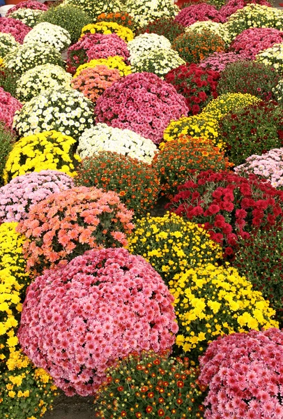 Πολύχρωμα λουλούδια — Φωτογραφία Αρχείου