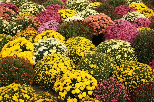 Πολύχρωμα λουλούδια — Φωτογραφία Αρχείου