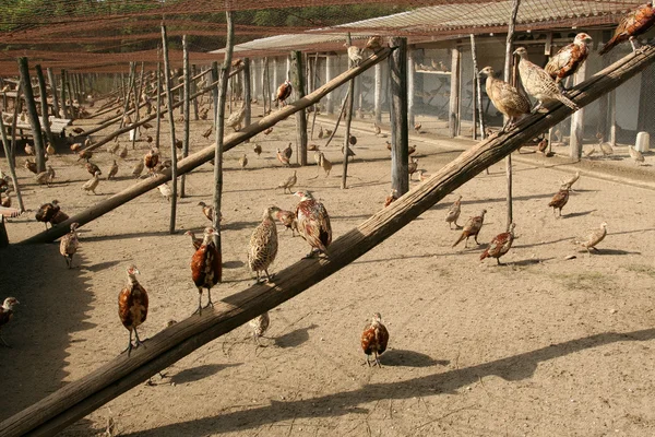 Pheasants — Stock Photo, Image