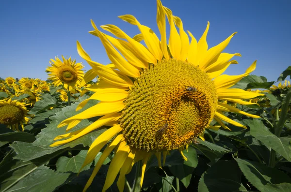 Sonnenblume — Stockfoto