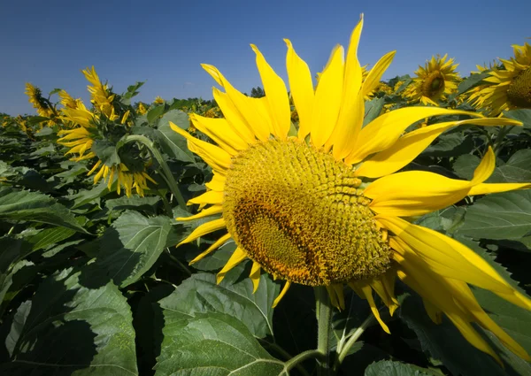 Girasole — Foto Stock