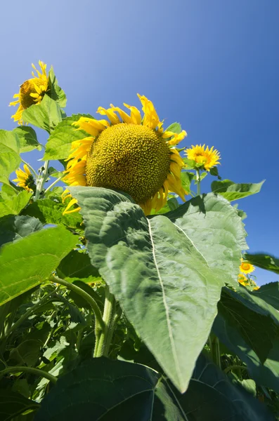 Sunflower — Stock Photo, Image