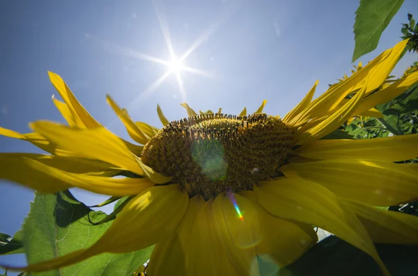 Girasol — Foto de Stock