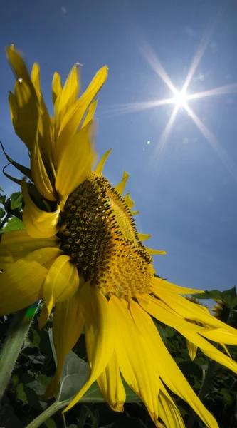 Slunečnice — Stock fotografie