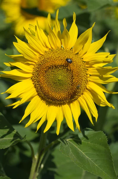 Sonnenblume — Stockfoto