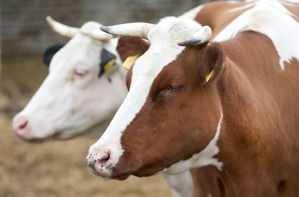 Cow eating — Stock Photo, Image