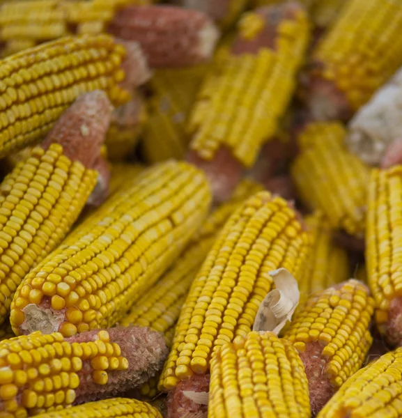 Corn cobs — Stock Photo, Image