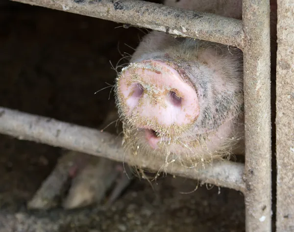 Hocico de cerdo —  Fotos de Stock