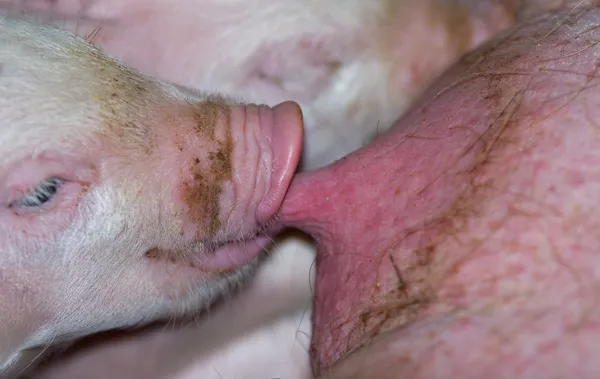 Piglet sucking — Stock Photo, Image
